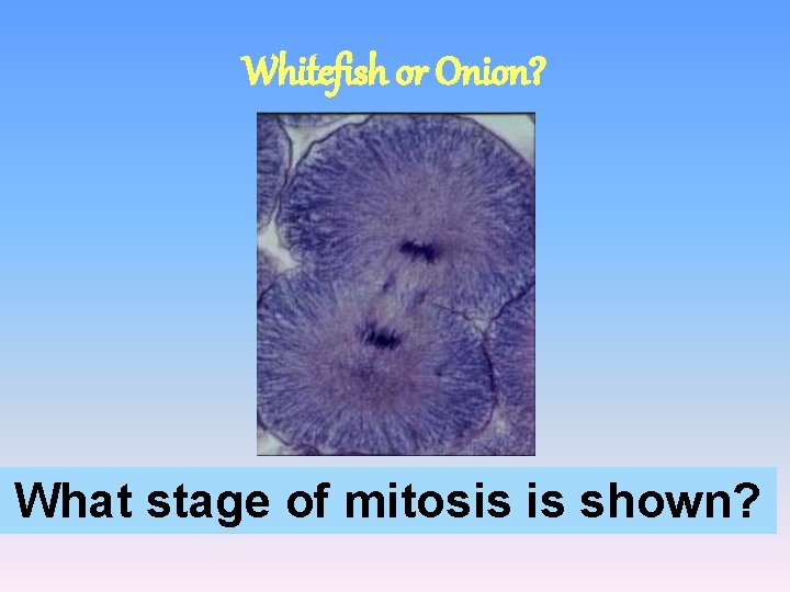 Whitefish or Onion? What stage of mitosis is shown? 