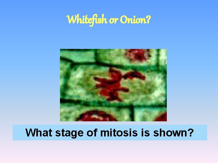 Whitefish or Onion? What stage of mitosis is shown? 