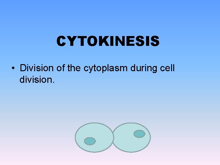 CYTOKINESIS • Division of the cytoplasm during cell division. 