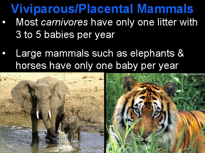 Viviparous/Placental Mammals • Most carnivores have only one litter with 3 to 5 babies