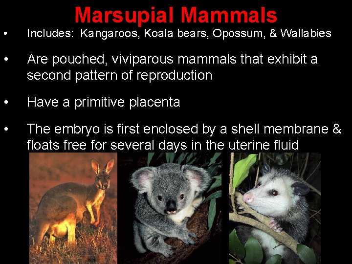 Marsupial Mammals • Includes: Kangaroos, Koala bears, Opossum, & Wallabies • Are pouched, viviparous