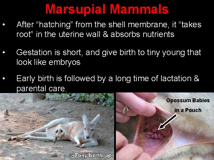 Marsupial Mammals • After “hatching” from the shell membrane, it “takes root” in the