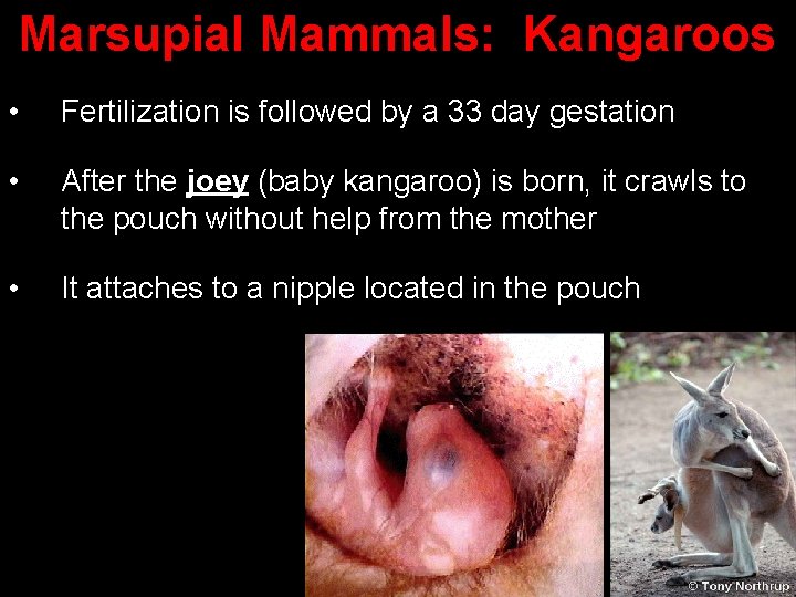 Marsupial Mammals: Kangaroos • Fertilization is followed by a 33 day gestation • After