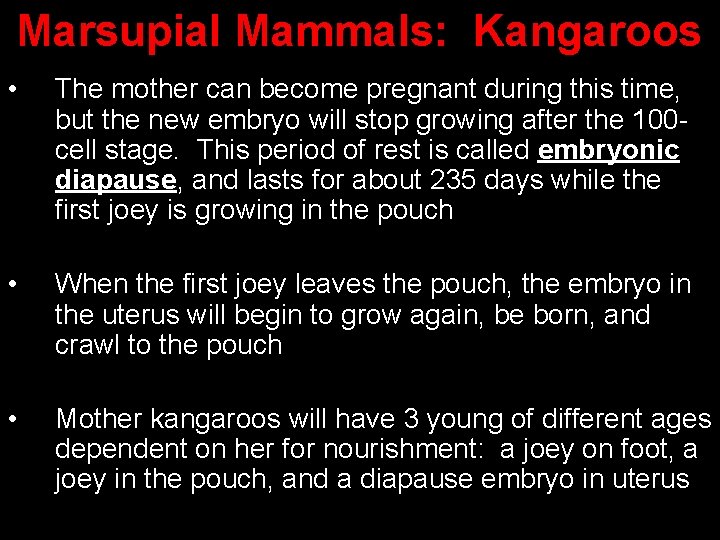 Marsupial Mammals: Kangaroos • The mother can become pregnant during this time, but the