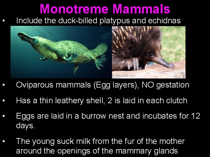 Monotreme Mammals • Include the duck-billed platypus and echidnas • Oviparous mammals (Egg layers),