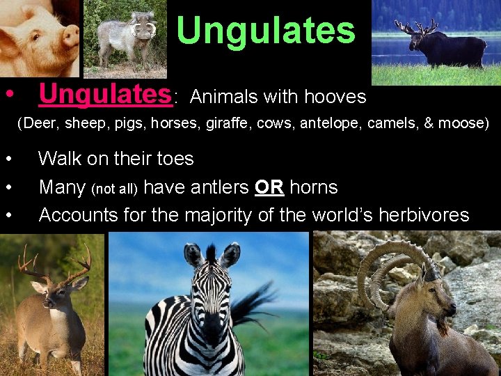 Ungulates • Ungulates: Animals with hooves (Deer, sheep, pigs, horses, giraffe, cows, antelope, camels,