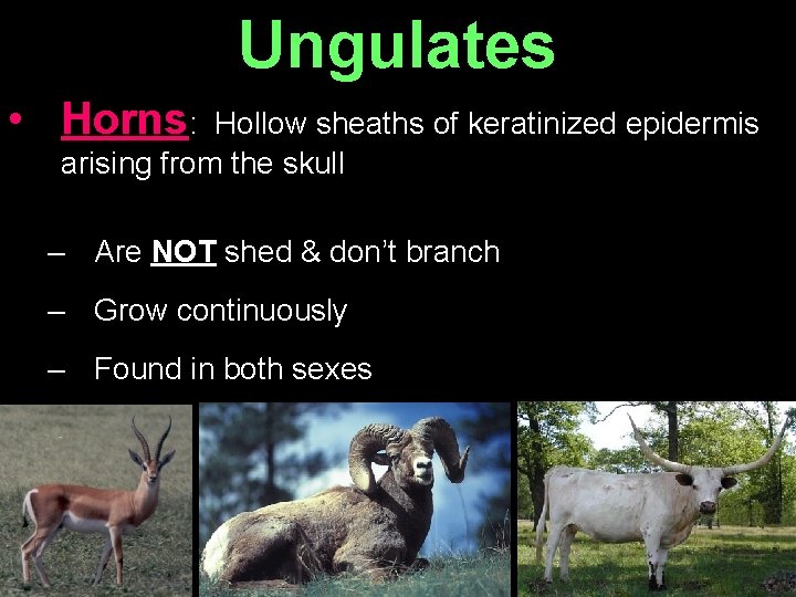 Ungulates • Horns: Hollow sheaths of keratinized epidermis arising from the skull – Are