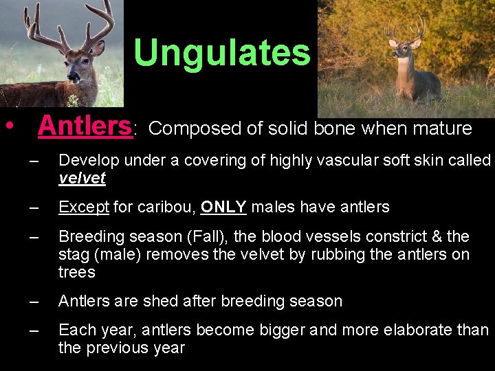 Ungulates • Antlers: Composed of solid bone when mature – Develop under a covering
