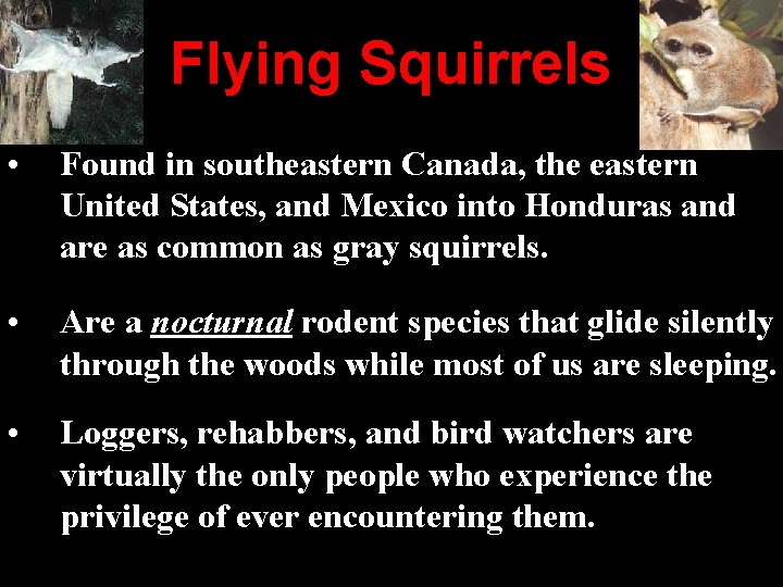 Flying Squirrels • Found in southeastern Canada, the eastern United States, and Mexico into