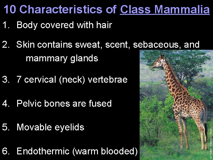 10 Characteristics of Class Mammalia 1. Body covered with hair 2. Skin contains sweat,