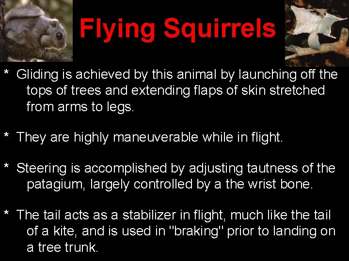 Flying Squirrels * Gliding is achieved by this animal by launching off the tops