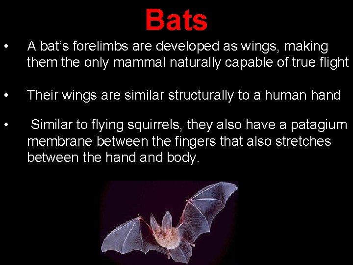 Bats • A bat’s forelimbs are developed as wings, making them the only mammal