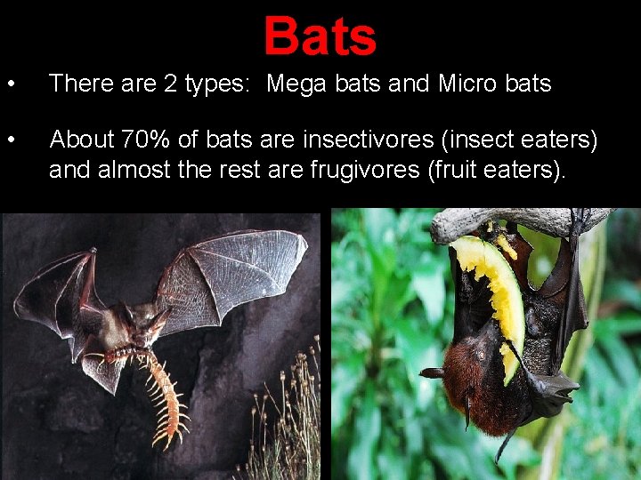 Bats • There are 2 types: Mega bats and Micro bats • About 70%