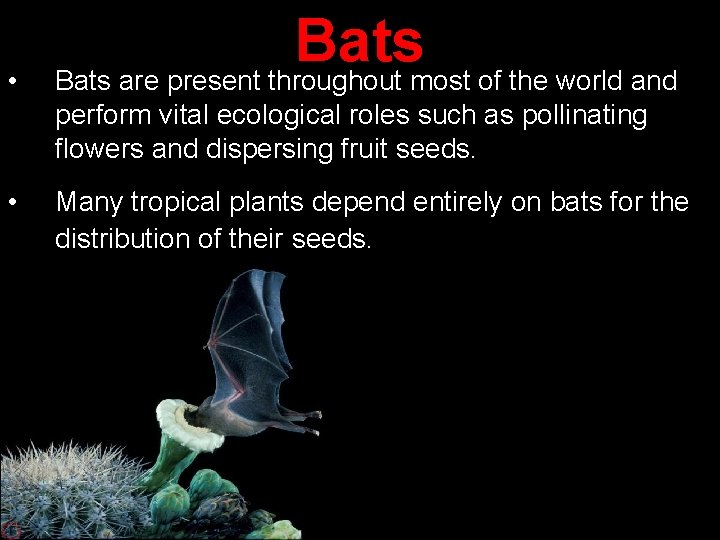  • Bats are present throughout most of the world and perform vital ecological