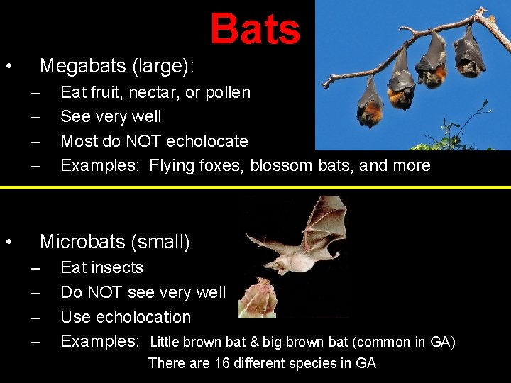 Bats • Megabats (large): – – • Eat fruit, nectar, or pollen See very
