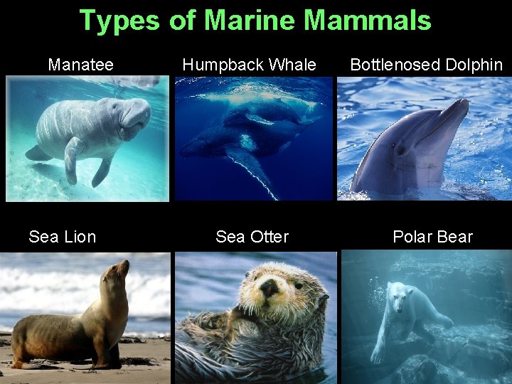 Types of Marine Mammals Manatee Sea Lion Humpback Whale Sea Otter Bottlenosed Dolphin Polar