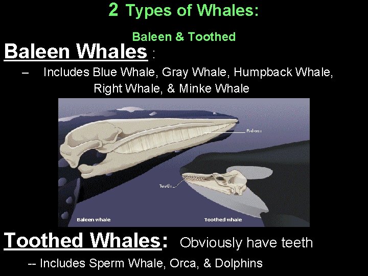 2 Types of Whales: Baleen & Toothed Baleen Whales : – Includes Blue Whale,