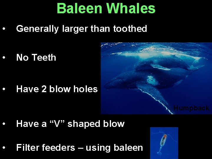 Baleen Whales • Generally larger than toothed • No Teeth • Have 2 blow