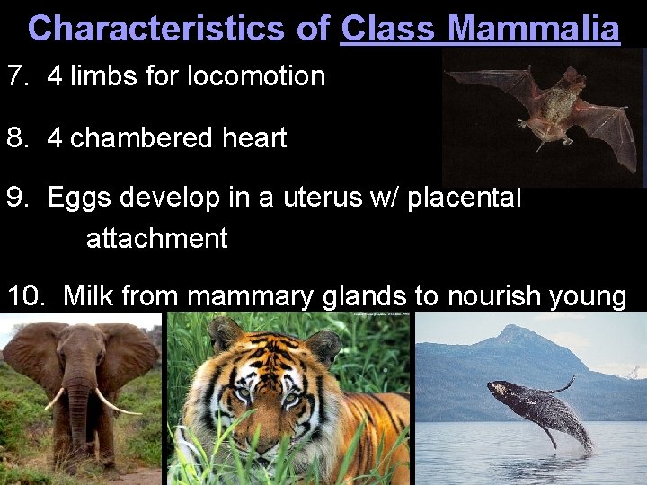 Characteristics of Class Mammalia 7. 4 limbs for locomotion 8. 4 chambered heart 9.