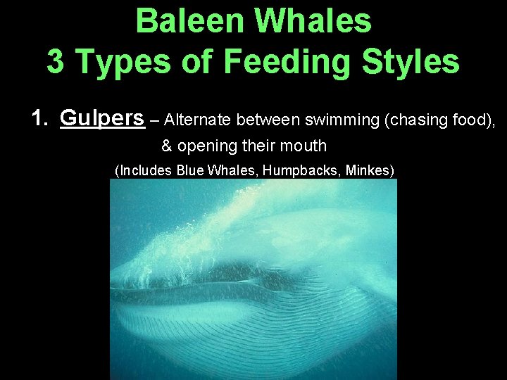 Baleen Whales 3 Types of Feeding Styles 1. Gulpers – Alternate between swimming (chasing