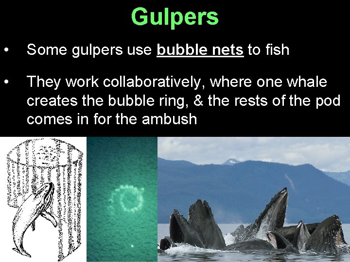 Gulpers • Some gulpers use bubble nets to fish • They work collaboratively, where