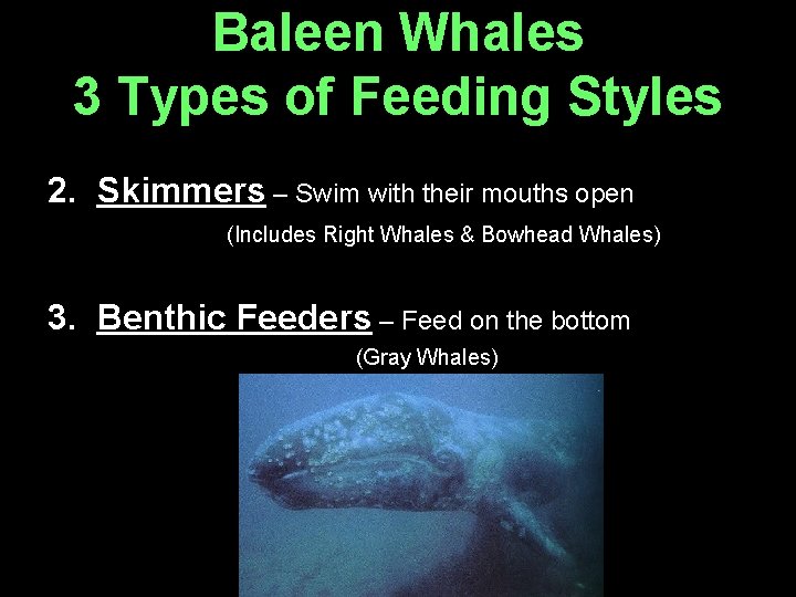 Baleen Whales 3 Types of Feeding Styles 2. Skimmers – Swim with their mouths