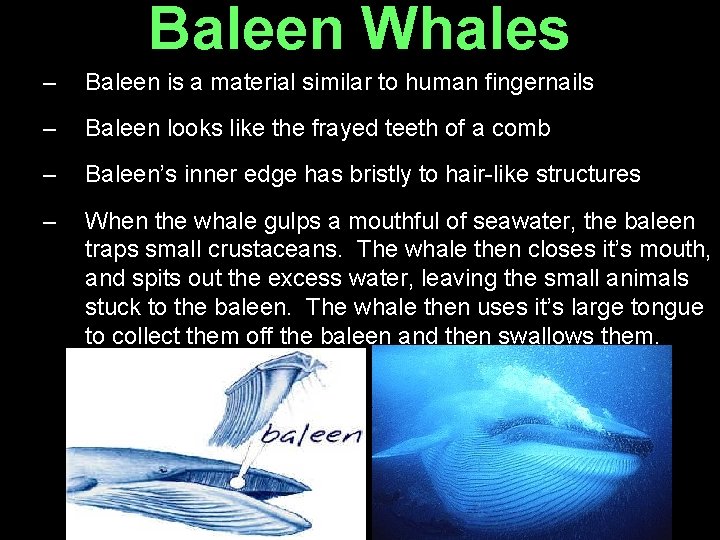 Baleen Whales – Baleen is a material similar to human fingernails – Baleen looks