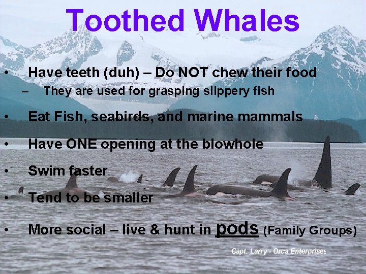 Toothed Whales • Have teeth (duh) – Do NOT chew their food – They