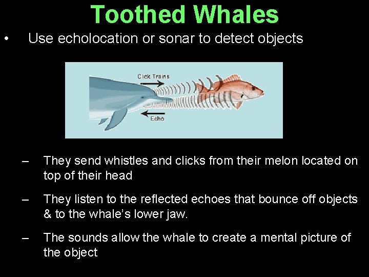 Toothed Whales • Use echolocation or sonar to detect objects – They send whistles