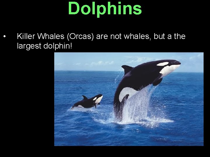Dolphins • Killer Whales (Orcas) are not whales, but a the largest dolphin! 