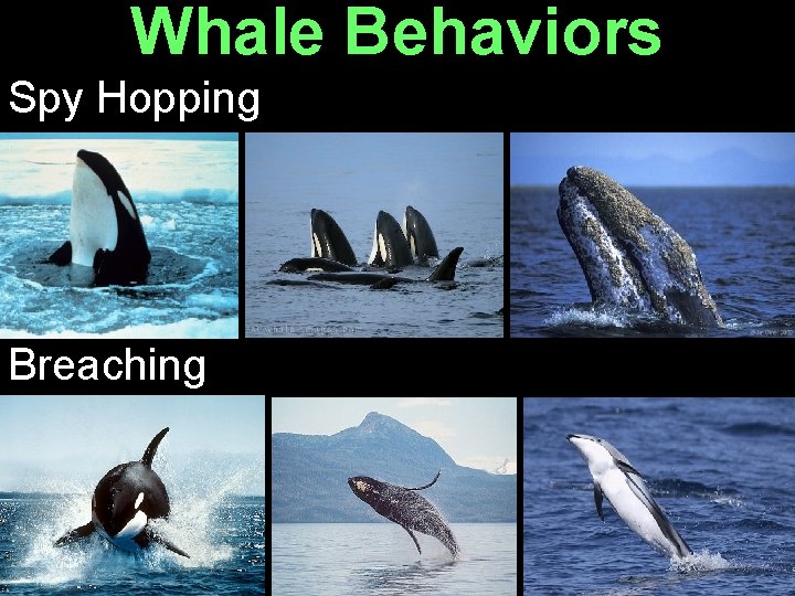 Whale Behaviors Spy Hopping Breaching 
