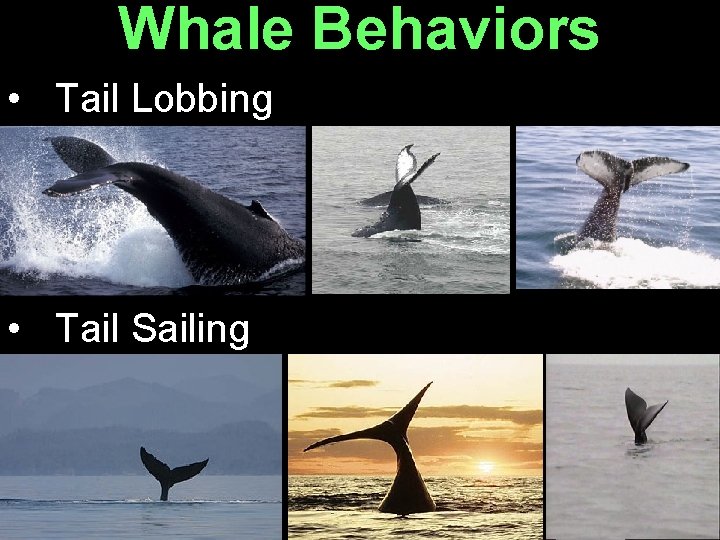 Whale Behaviors • Tail Lobbing • Tail Sailing 
