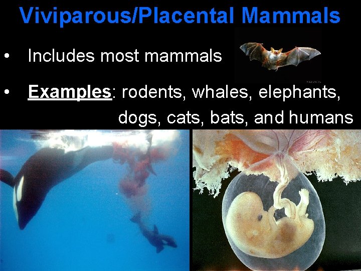 Viviparous/Placental Mammals • Includes most mammals • Examples: rodents, whales, elephants, dogs, cats, bats,