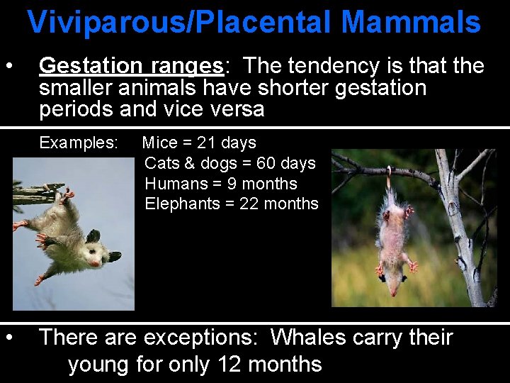 Viviparous/Placental Mammals • Gestation ranges: The tendency is that the smaller animals have shorter
