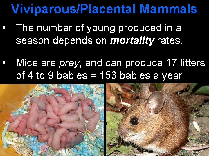 Viviparous/Placental Mammals • The number of young produced in a season depends on mortality