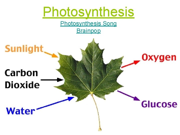Photosynthesis Song Brainpop 