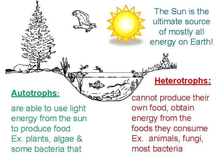 The Sun is the ultimate source of mostly all energy on Earth! Heterotrophs: Autotrophs: