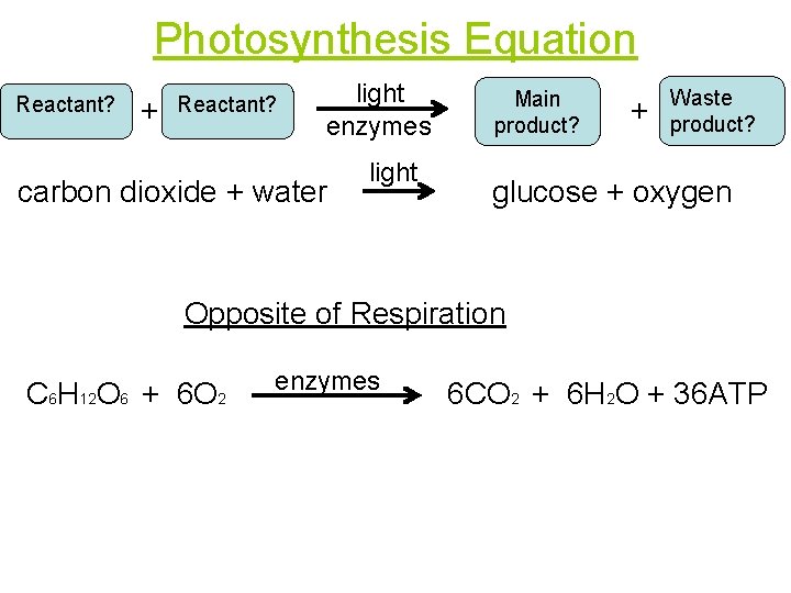 Photosynthesis Equation Reactant? 6 CO 2 + Reactant? 6 H 2 O light enzymes