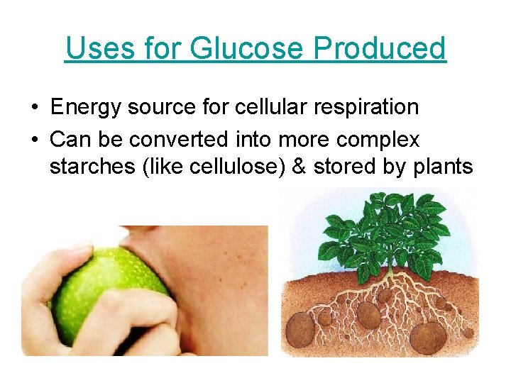 Uses for Glucose Produced • Energy source for cellular respiration • Can be converted