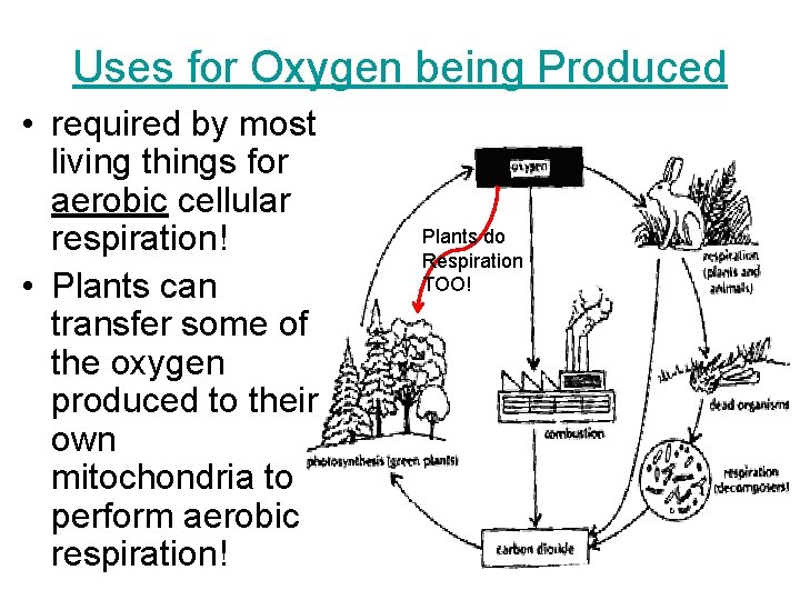 Uses for Oxygen being Produced • required by most living things for aerobic cellular