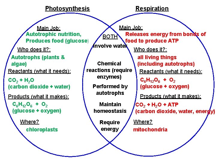 Photosynthesis Respiration Main Job: BOTH Releases energy from bonds of food to produce ATP