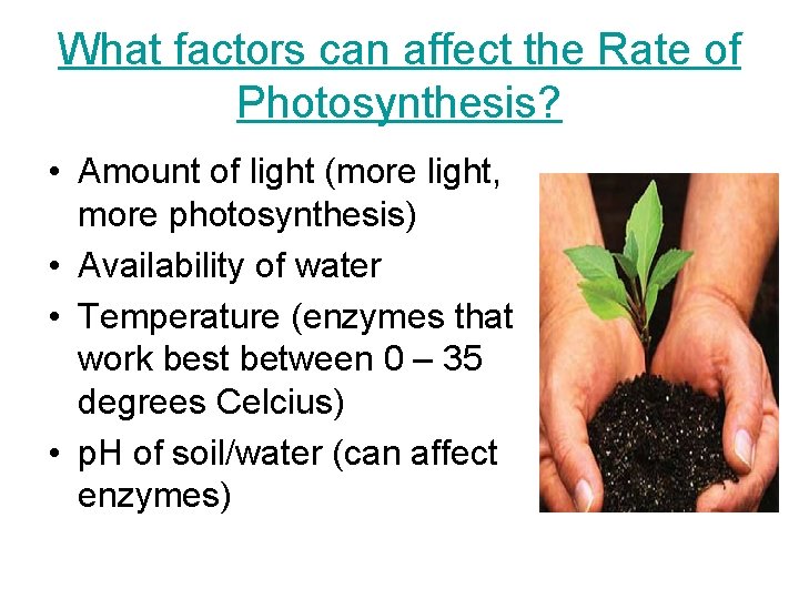 What factors can affect the Rate of Photosynthesis? • Amount of light (more light,