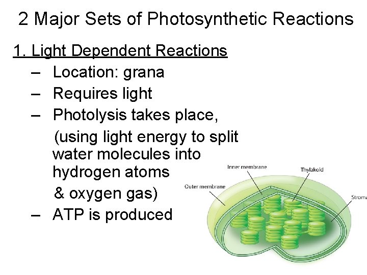 2 Major Sets of Photosynthetic Reactions 1. Light Dependent Reactions – Location: grana –