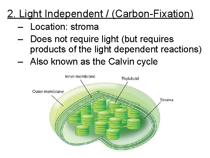 2. Light Independent / (Carbon-Fixation) – Location: stroma – Does not require light (but