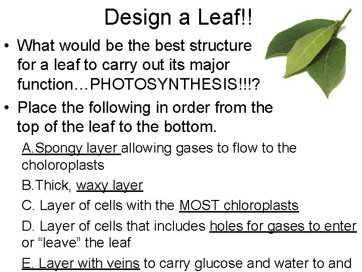 Design a Leaf!! • What would be the best structure for a leaf to