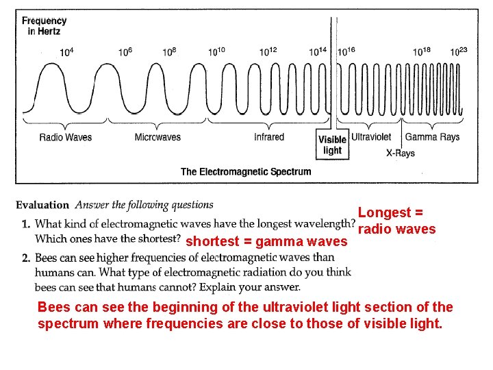 shortest = gamma waves Longest = radio waves Bees can see the beginning of
