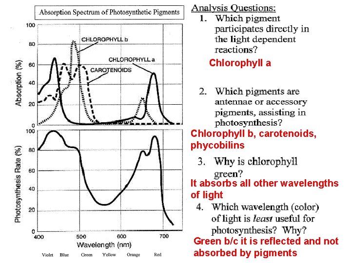 Chlorophyll a Chlorophyll b, carotenoids, phycobilins It absorbs all other wavelengths of light Green