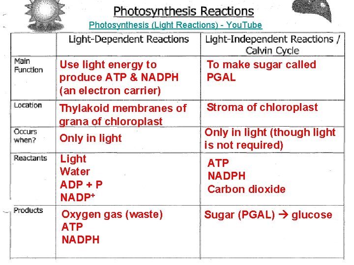Photosynthesis (Light Reactions) - You. Tube Use light energy to produce ATP & NADPH