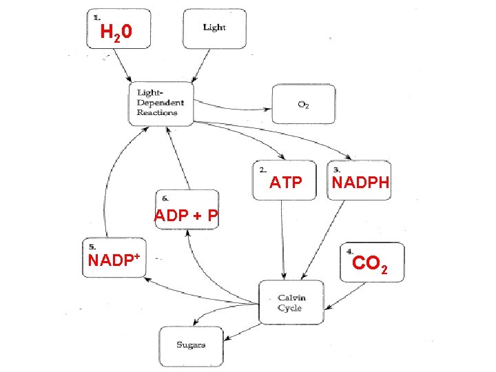 H 20 ATP NADPH ADP + P NADP+ CO 2 