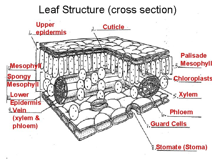 Leaf Structure (cross section) Upper epidermis Mesophyll Spongy Mesophyll Lower Epidermis Vein (xylem &